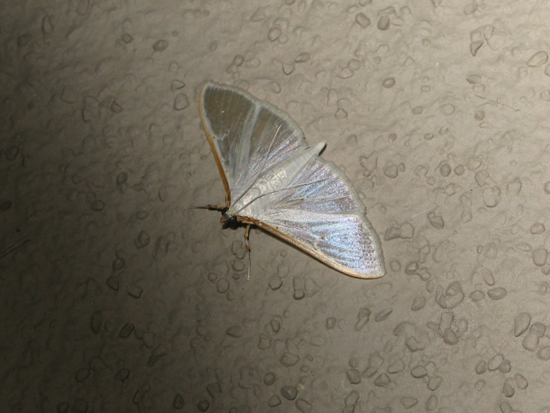 Palpita vitrealis, Crambidae